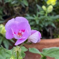 ゼラニューム,バラ アイスバーグ,ピンクアイスバーグ,ヤマモミジ,薔薇 ジャクリーヌ・デュプレの画像