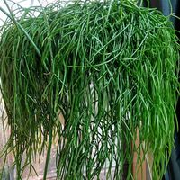 リプサリス,リプサリス　カスッサ,リプサリス　カスッサの画像