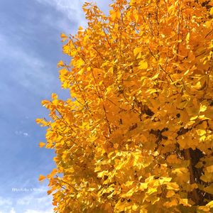 銀杏,イチョウ,プリザーブドフラワー,プリザーブド フラワー♡,大人の着せ替え人形の画像