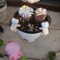 リトープス,復興祈願,HTC,富山支部,しのんちゃんありがとうの画像