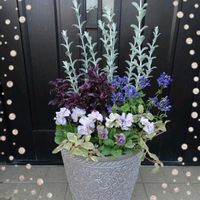 キンギョソウ,リシマキア,ネメシア メーテル,ピティロディア フェアリーピンク,ネメシア・メーテル『ミッドナイトブルー』の画像