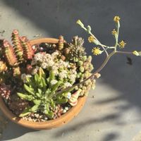 カメレオン,南十字星,小米星,マサイの矢尻,舞乙女の画像