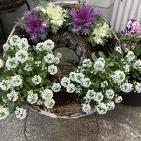 アリッサム,イベリス,シクラメン,レウィシア,葉牡丹の画像