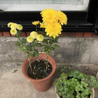 オダマキ,キク,庭の画像