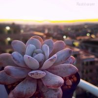 アリエル,多肉植物,Love & Peace,幸せの多肉,ありがとう♡︎⸜( ´ ꒳ ` )⸝♡︎の画像