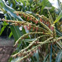 とうもろこし,テオシント,赤い花,イネ科,筑波実験植物園の画像