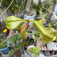 ポポー,ポポー,おうち園芸の画像