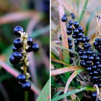 ヤブラン,広い庭の画像