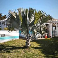 ビスマルキア・ノビリス,ビスマルキア・ノビリス,ヤシの木,クロツグ,ビスマルキア ノビリス シルバーの画像