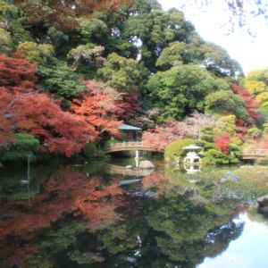イロハモミジ,庭園,紅葉（こうよう）,長府庭園,お出かけ先の画像