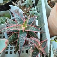 アロエ,サラセニア レウコフィラ,アロエ クリスマスキャロル,パフィオぺディラム,オーストラリア キャプテン ヘイの画像