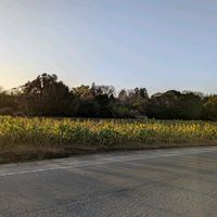 ひまわり,外出先,畑の画像