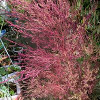 コキア,コキア,小さな庭の画像