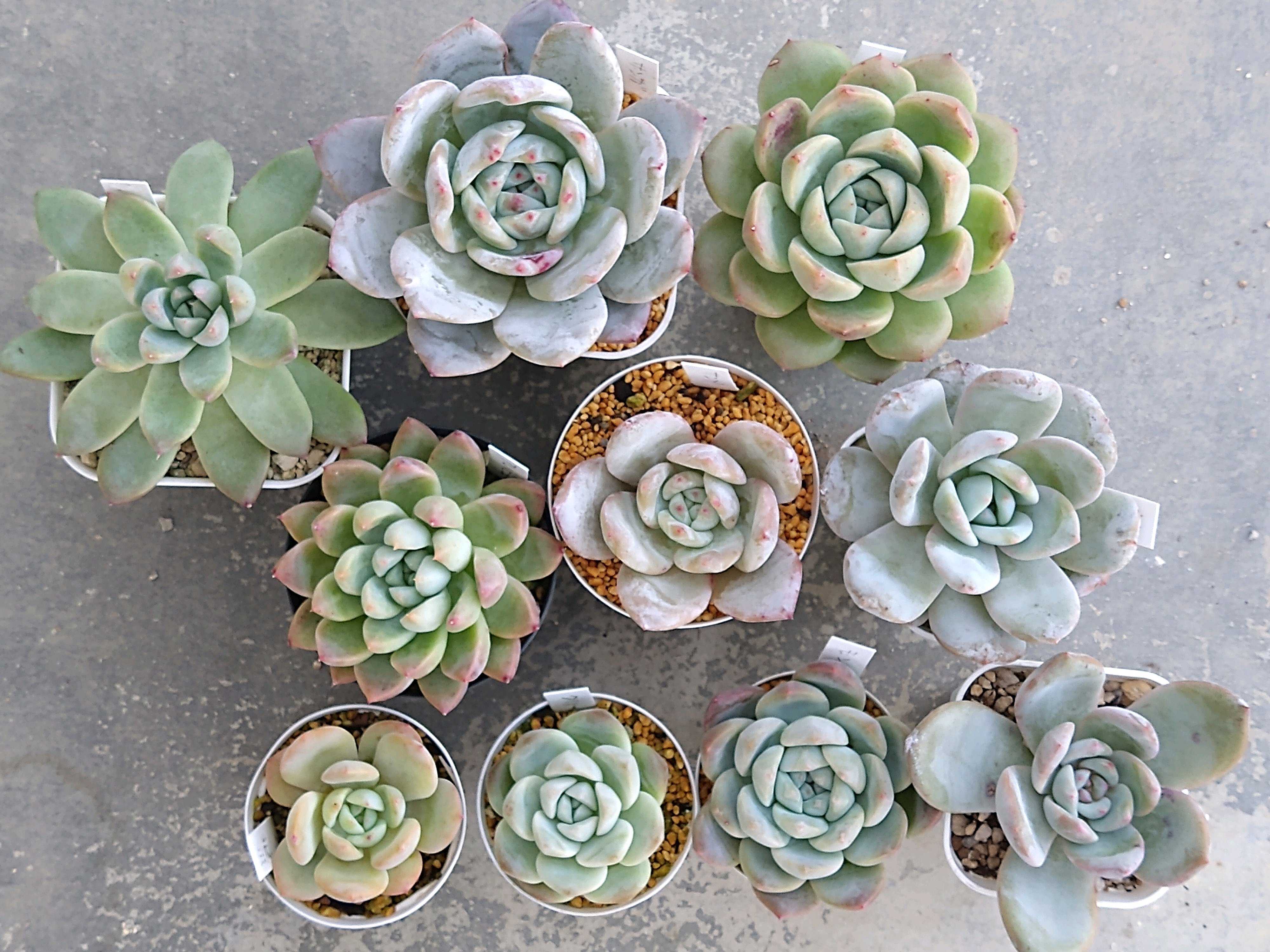 アルバビューティーの一覧｜🍀GreenSnap（グリーンスナップ）