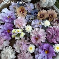 ペンタス,マリーゴールド,マリーゴールド,ローズゼラニウム,ローズゼラニウムの画像