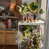 サフラン,サボテン,観葉植物達,カラテア・ムサイカ（モザイク）,エアプランツ☆の画像