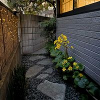 ツワブキ,フジ,トクサ,タマリュウ,ツワブキの花の画像