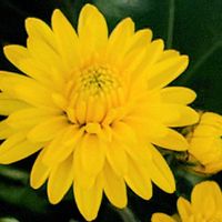 キク,菊 きく,黄色い花,日曜ビタミンカラー♪,1T-？の画像