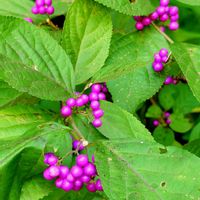 コムラサキ,ムラサキシキブ,ヤブムラサキ,今日のお花,低山散策の画像