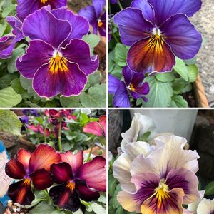 パンジー・ビオラ,パンジー,ビオラ,ビオラヌーヴェルヴァーグ,ビオラ フェアリープリンセス フレアブルーの画像