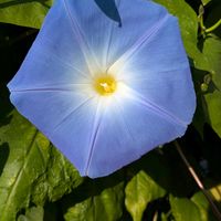 アサガオ,お出かけ先の画像