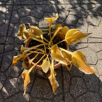 ギボウシ,コバノズイナ,ミセバヤ,紅葉,宿根草の画像