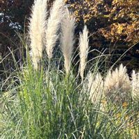 パンパスグラスの画像