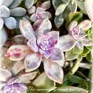 パープルディライト,多肉植物,多肉大好き,グラプトベリア属,放置栽培の画像