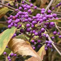 ムラサキシキブ,モミジ,山野草,今日のお花,皇居東御苑の画像