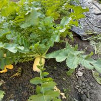 黒田五寸人参,おでん大根 ,おでん大根 ,金時人参,秋まき茜わらべの画像