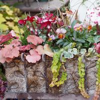 カレックス,シクラメン,ガーデンシクラメン,プラチーナ,ビオラの画像