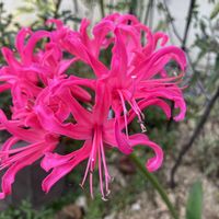 オキシペタラム ブルースター,ダイアモンドリリー,庭の宿根草,草マルチ,雑草庭の画像