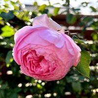 スキミア,スキミア,バラ あおい,セントセシリア,セントセシリアの画像