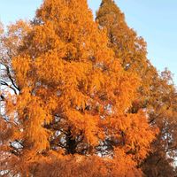 サルスベリ,モミジ,イチョウ,メタセコイア,メタセコイア紅葉の画像