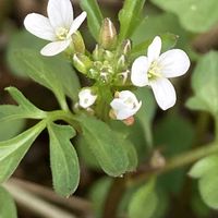 タネツケバナの画像