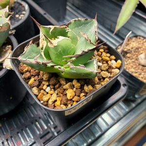 アガベ チタノタ 蟹,アガベ チタノタ 螃蟹,アガベ属,植物育成ライト,植物棚の画像