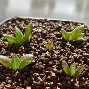 ハオルチア,多肉植物,植え替え,実生,ハオルチア属の画像