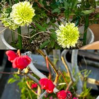 ダリア,ツワブキ,ノボタン,ピラカンサ,マユミの画像