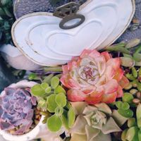 多肉植物いろいろ,多肉植物の寄せ植え,多肉植物,多肉寄せ植え,葉挿しっ子の画像