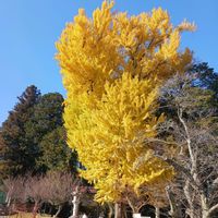 ザクロ,イチョウの画像