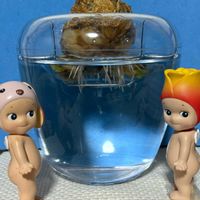 バラ,バラ,カワラナデシコ,ドリフトローズ ピーチ,キュンキュン乙女倶楽部の画像