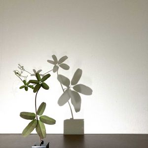 一輪挿し,花瓶,花器,山野草,野草の画像