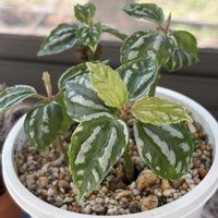 アロエ,アロエ,ピレア・カディエレイ,ピレア・カディエレイ,ハオルチオイデスの画像