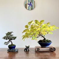 ツルウメモドキ,ツルウメモドキ,チリメンカズラ,チリメンカズラ,盆栽の画像