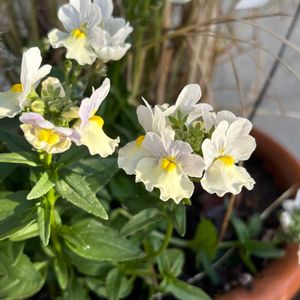 ネメシア,ソフォラ　リトルベイビー,ソフォラ　リトルベイビー,ネメシア　ピンクレモネード,ネメシア　ピンクレモネードの画像