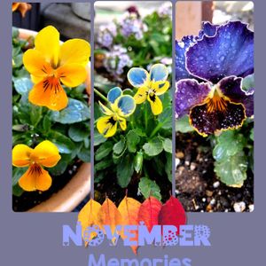 植木鉢,青い花マニア,パンビオ,チーム・ブルー,パンビオ大好きの画像