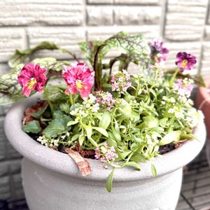 庭人breederscollection,寄せ植え,鉢植え,ガーデニング,おひとり様の画像