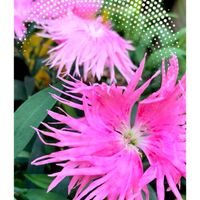 アゲラタム,宿根ネメシア,爛漫なでしこ,ピンクの花,青い花の画像