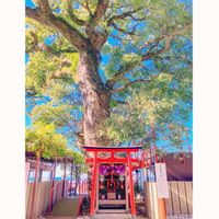 クスノキ,薬用植物の画像