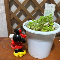 アロマ ティカス,葉挿しっ子,ｵｹﾂの日,玄関内側の画像